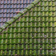 Traitement anti-mousse : pourquoi et quand l’appliquer sur votre toiture ?