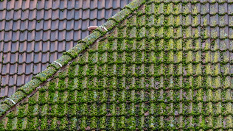 Traitement anti-mousse : pourquoi et quand l’appliquer sur votre toiture ?